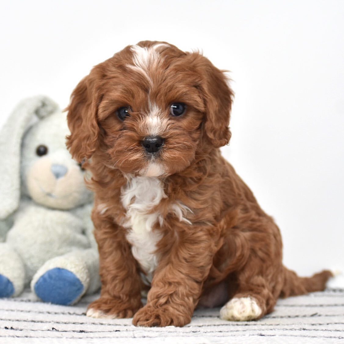 CHARLIE- 10 WEEKS OLD MALE