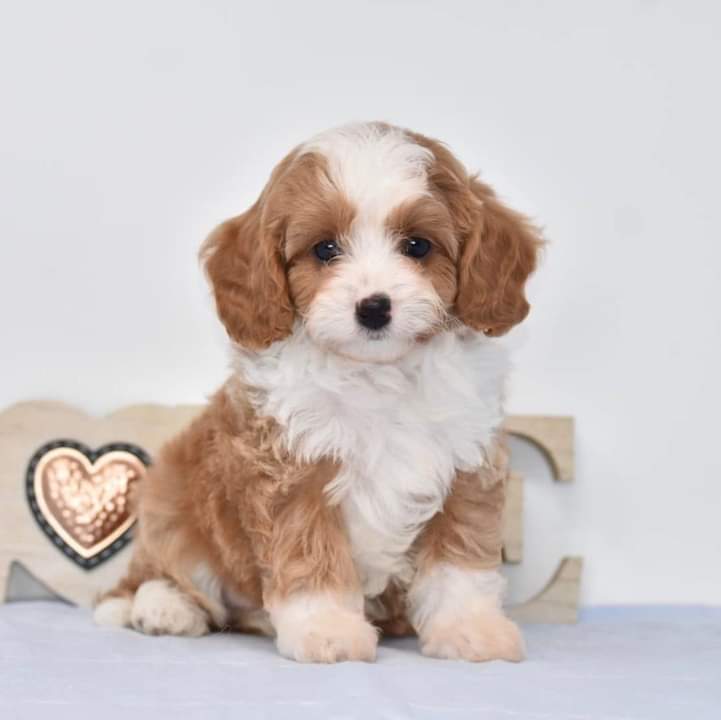 MOLLY- 10 WEEKS OLD FEMALE