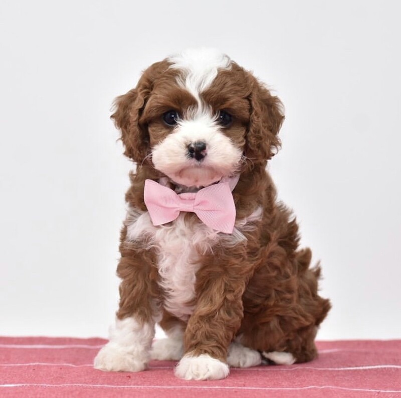 LILY- 10 WEEKS OLD FEMALE - Image 2