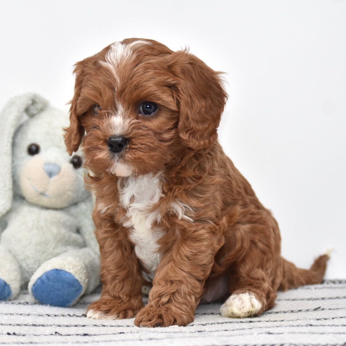 CHARLIE- 10 WEEKS OLD MALE - Image 4