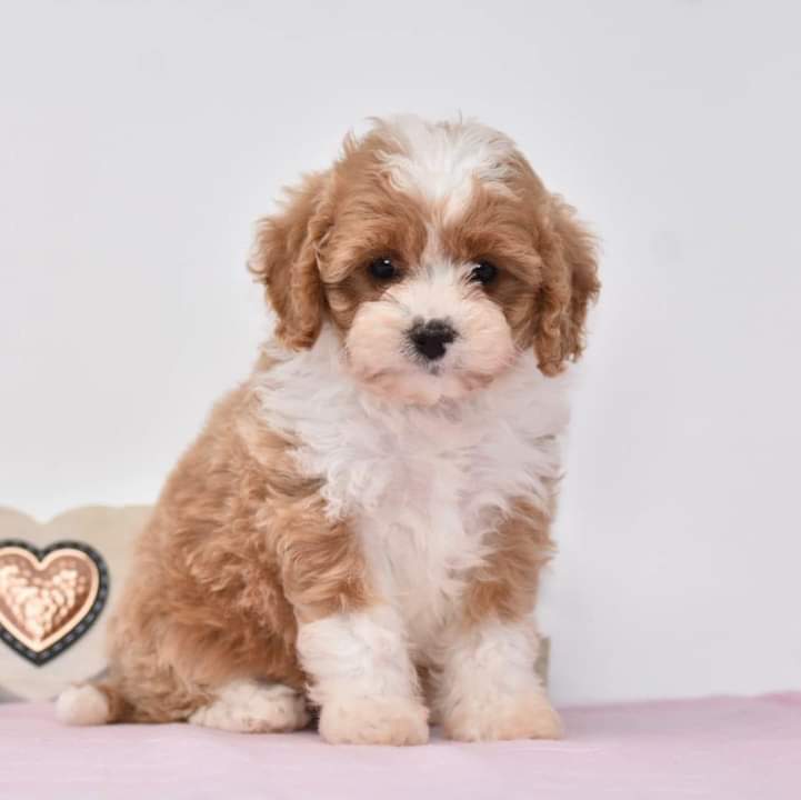 KASIER- 10 WEEKS OLD MALE