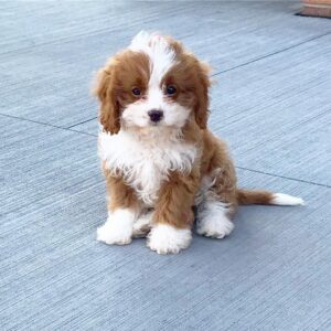 PAISLEY - 10 WEEKS OLD FEMALE