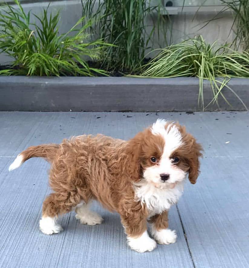 PAISLEY - 10 WEEKS OLD FEMALE - Image 2