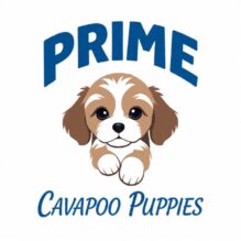 Prime Cavapoo Puppies