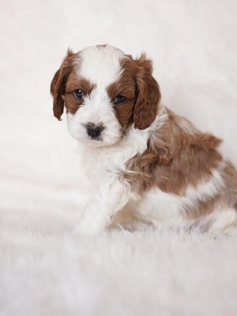 MESA- 10 WEEKS OLD - Image 4