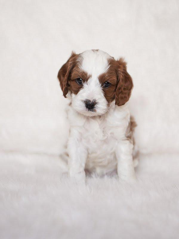 MESA- 10 WEEKS OLD - Image 3