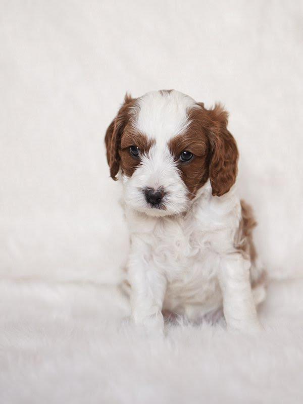 MESA- 10 WEEKS OLD - Image 2