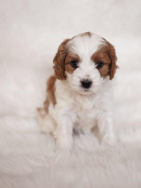 SIERRA- 10 WEEKS OLD FEMALE - Image 3