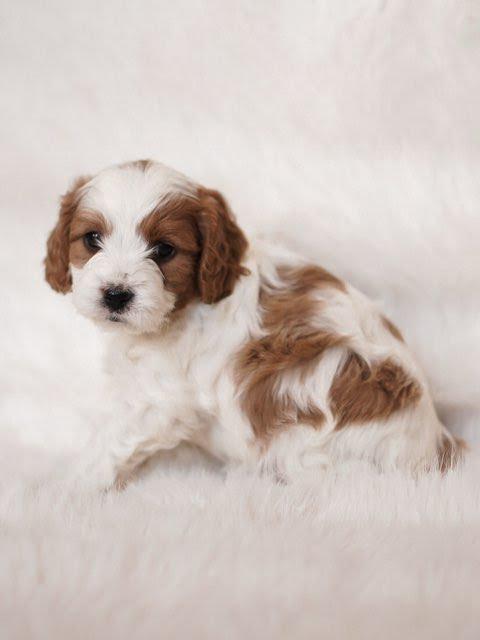 SIERRA- 10 WEEKS OLD FEMALE - Image 4