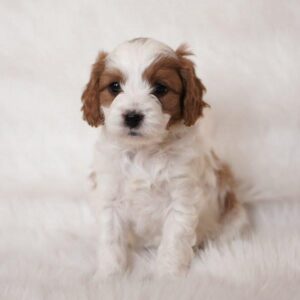 SIERRA- 10 WEEKS OLD FEMALE