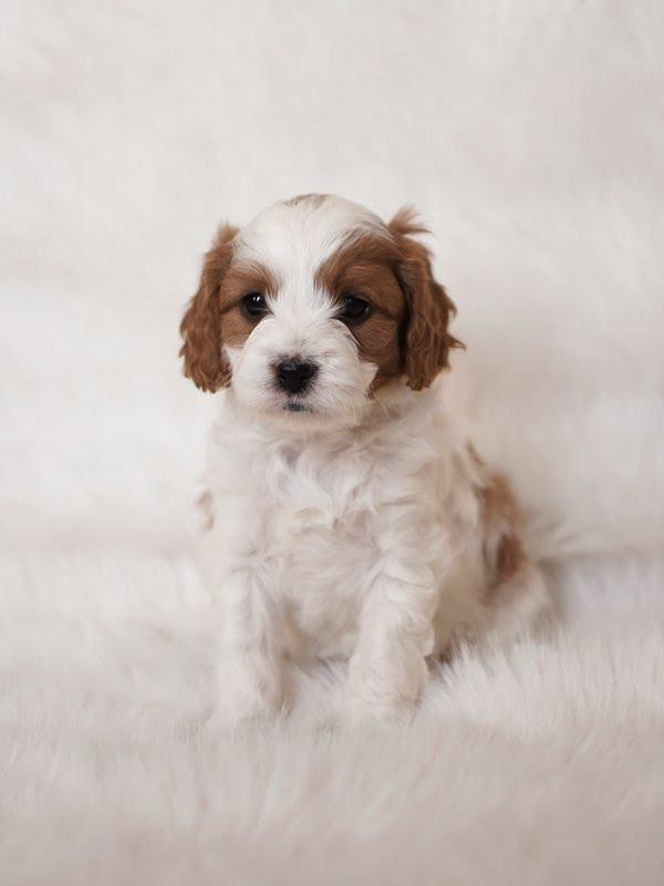 SIERRA- 10 WEEKS OLD FEMALE