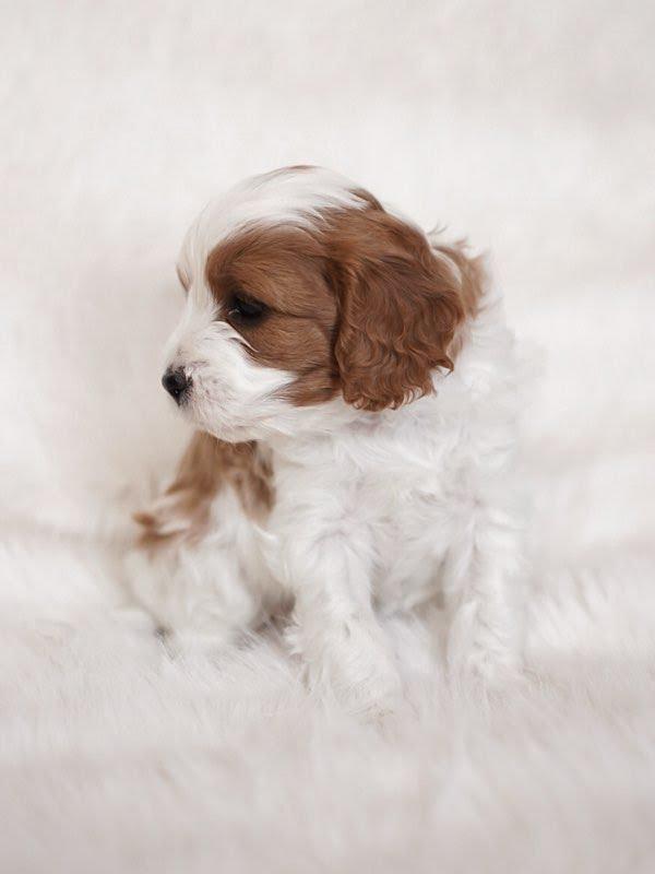 SIERRA- 10 WEEKS OLD FEMALE - Image 2