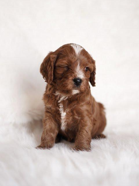 PHOENIX- 10 WEEKS OLD MALE - Image 3