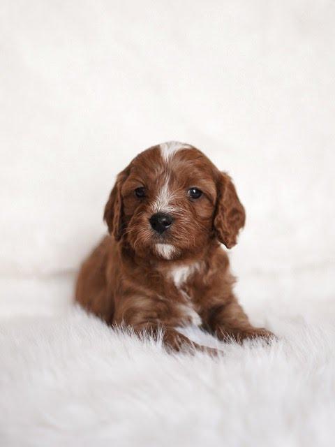 PHOENIX- 10 WEEKS OLD MALE - Image 4