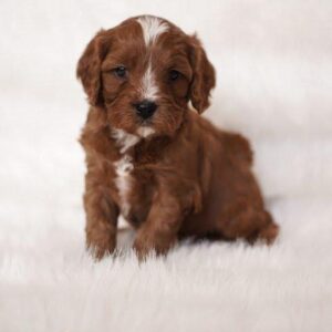 PHOENIX- 10 WEEKS OLD MALE