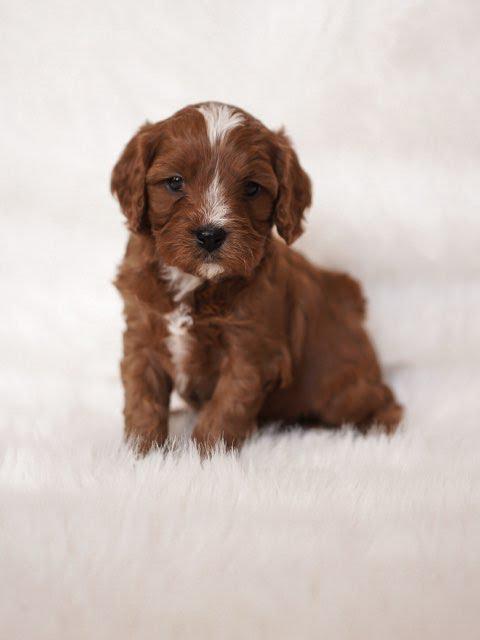 PHOENIX- 10 WEEKS OLD MALE