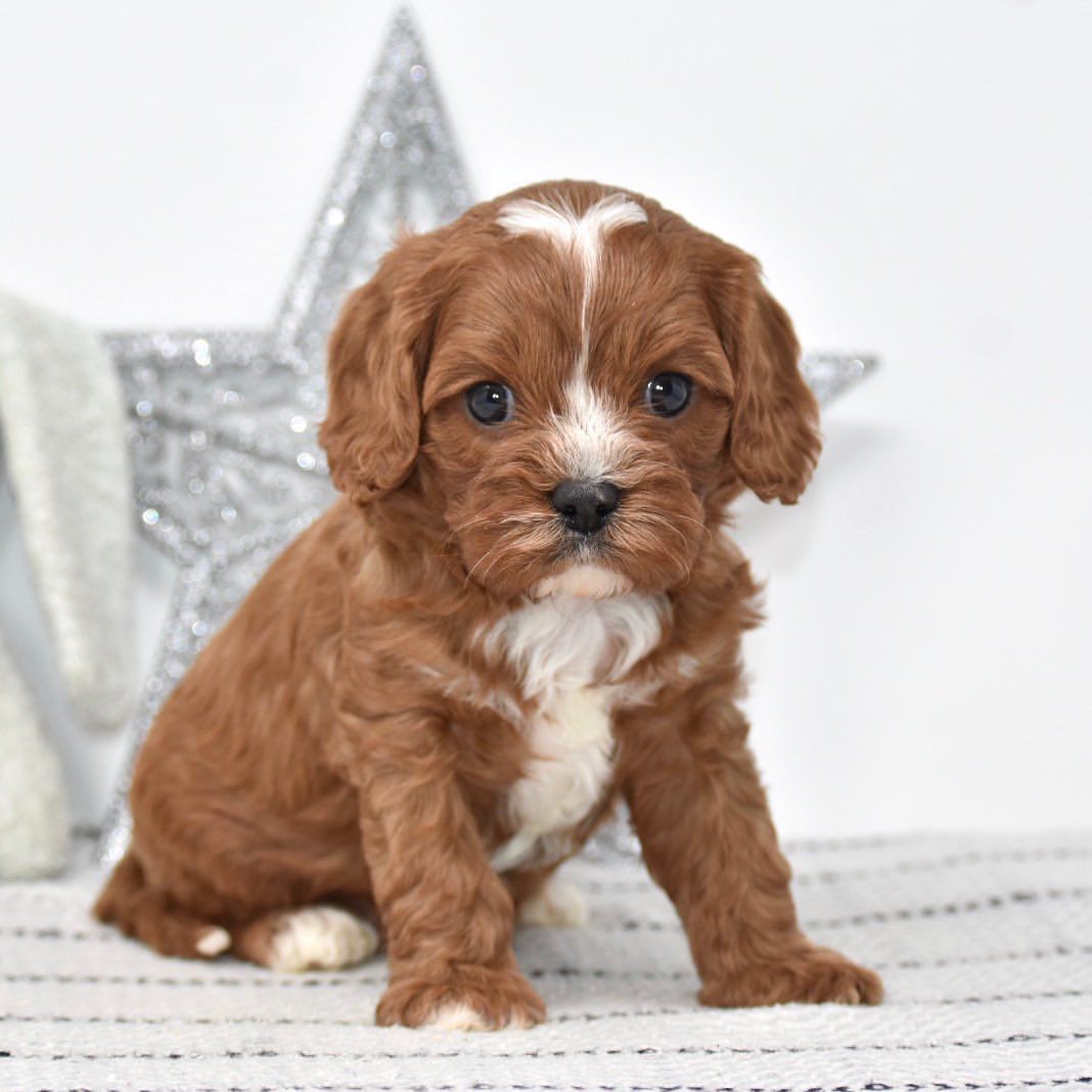 CHARLIE- 10 WEEKS OLD MALE - Image 4