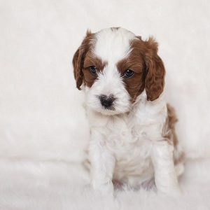 MESA - 10 WEEKS OLD FEMALE