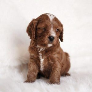 PHOENIX- 10 WEEKS OLD MALE