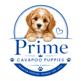 Prime Cavapoo Puppies